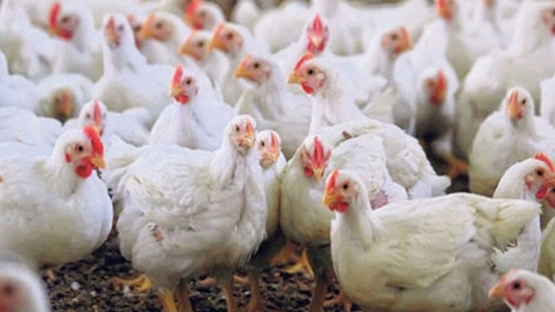 दशैंको मुखैमा दाङको देउखुरीमा बोइलर कुखुराको मुल्य बढ्यो