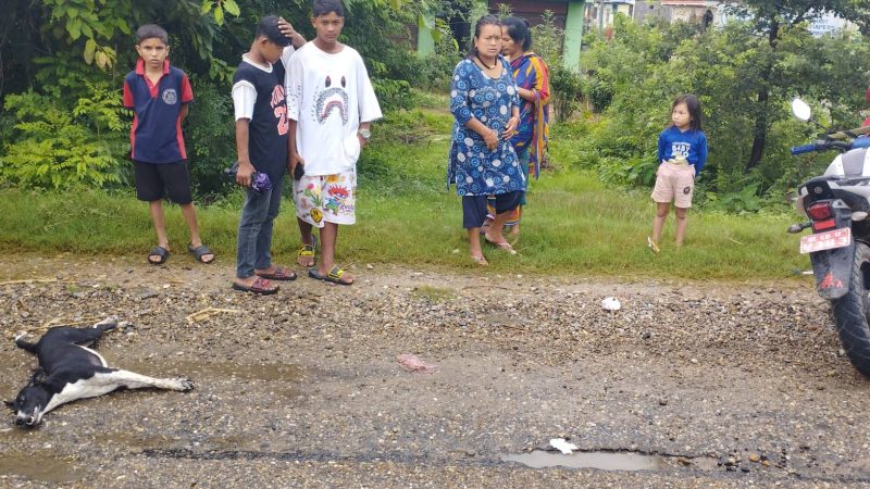 छाडा कुकुरले लमही–भालुवाङ सडक खण्डमा दुर्घटना बढायाे, लालमटियामा माेटरसाइकल दुर्घटना