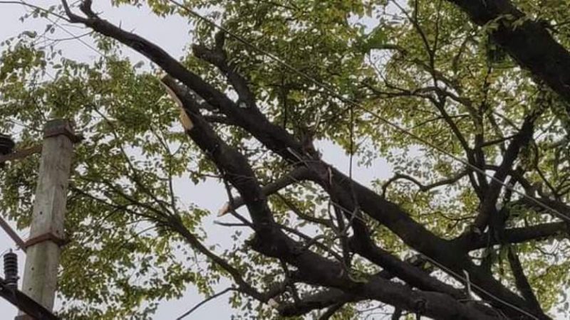 कटेशनाला देखि सिसहनियाँ सम्मको राजमार्ग छेउछाउका ६१ वटा रूख कटान हुने