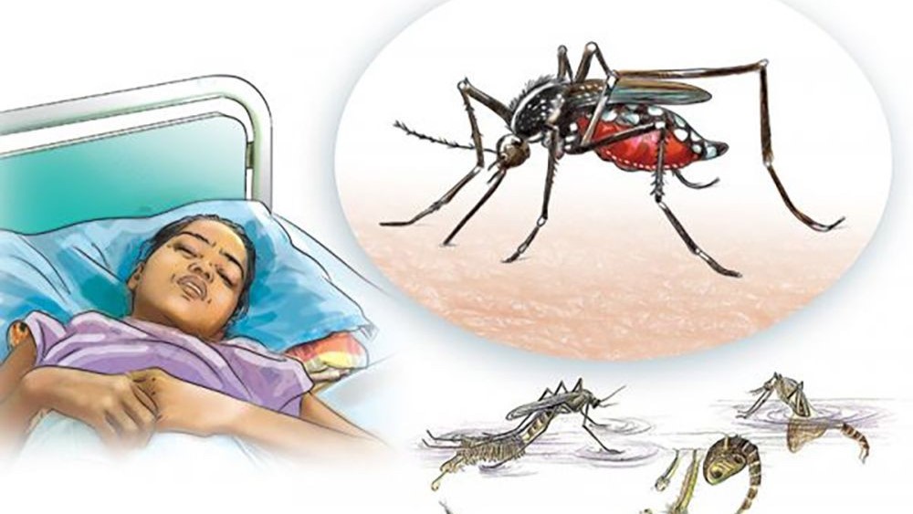 दाङमा हाल सम्म १ हजार २ सय ७८ जनामा डेंगु संक्रमण पुष्टी