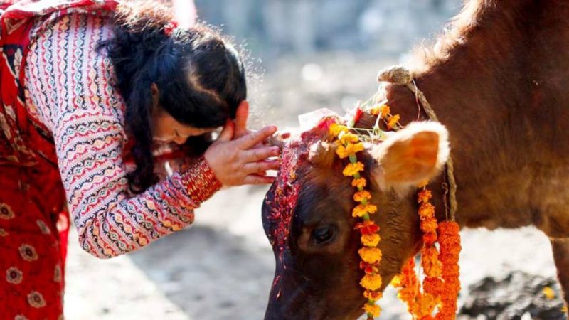 तिहारकाे आज चौथो दिन गाईको पूजा गरी मनाइँदै