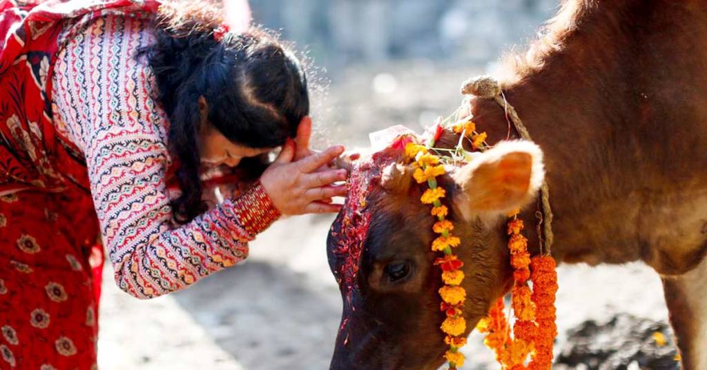 तिहारकाे आज चौथो दिन गाईको पूजा गरी मनाइँदै