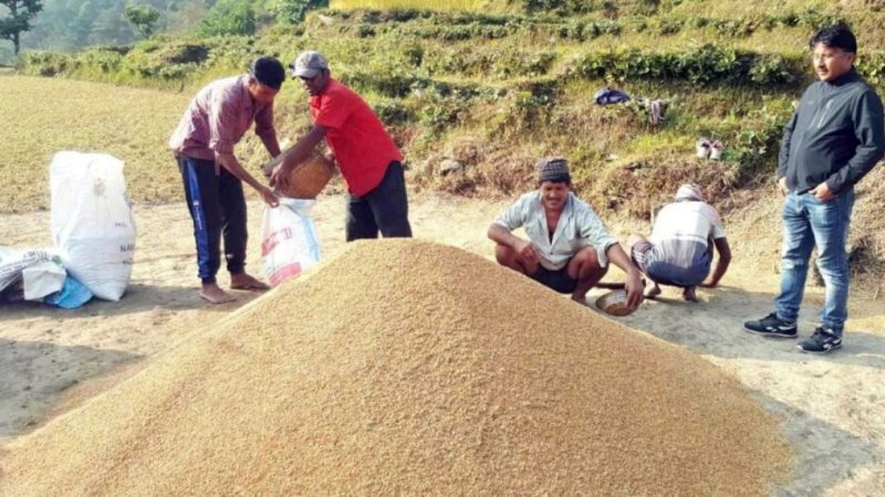 दाङमा यस वर्ष धान उत्पादनमा कमी