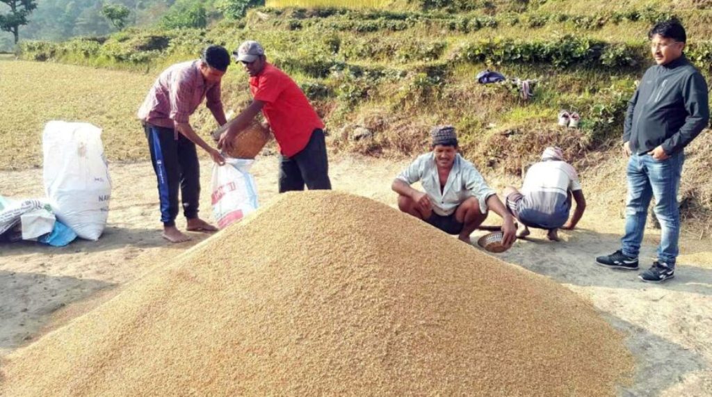 दाङमा यस वर्ष धान उत्पादनमा कमी