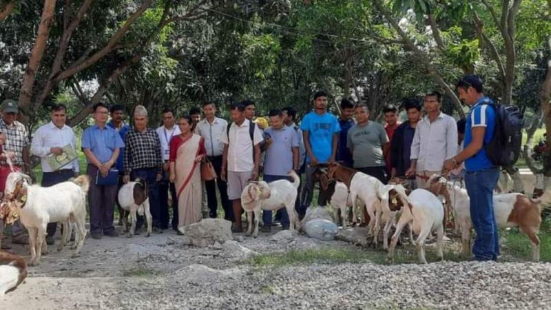 राप्तीका १८ जना बाख्रापालक कृषकहरुलाई ५० प्रतिशत अनुदानमा क्रस बाेयर बोका वितरण