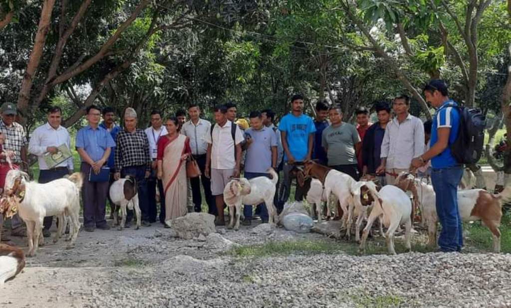 राप्तीका १८ जना बाख्रापालक कृषकहरुलाई ५० प्रतिशत अनुदानमा क्रस बाेयर बोका वितरण