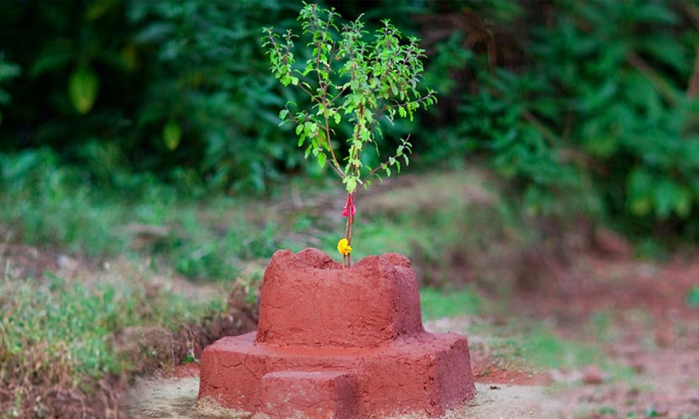 आज हरिशयनी एकादशी, घर–घरमा तुलसीको विरुवा सारिंदै