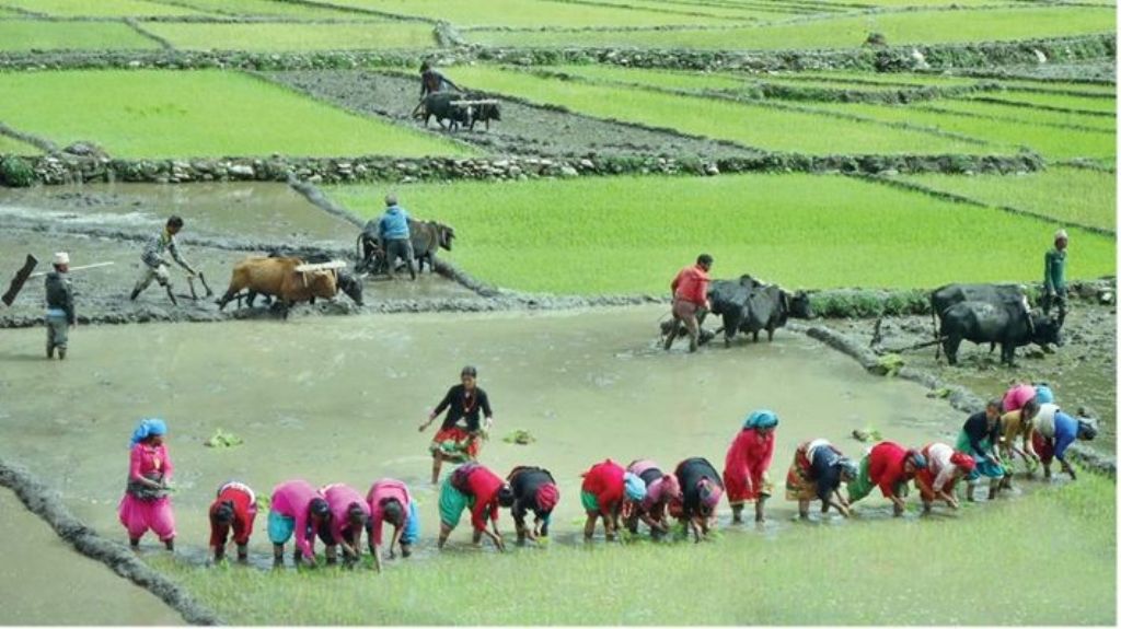 लुम्बिनीमा मध्ये असारसम्म ११ प्रतिशत रोपाई, समयमै पानी नपर्दा ११.०९ प्रतिशत मात्रै रोपाई