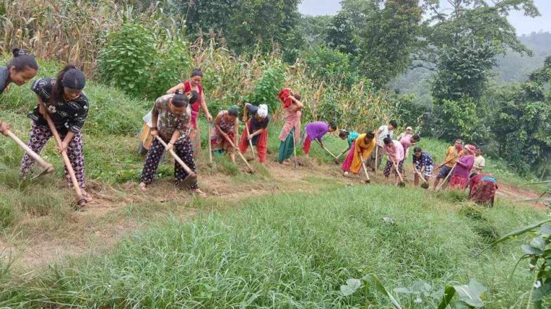 राप्ती गाउँपालिकामा जनश्रमदान गर्ने चलन मौलाउँदै