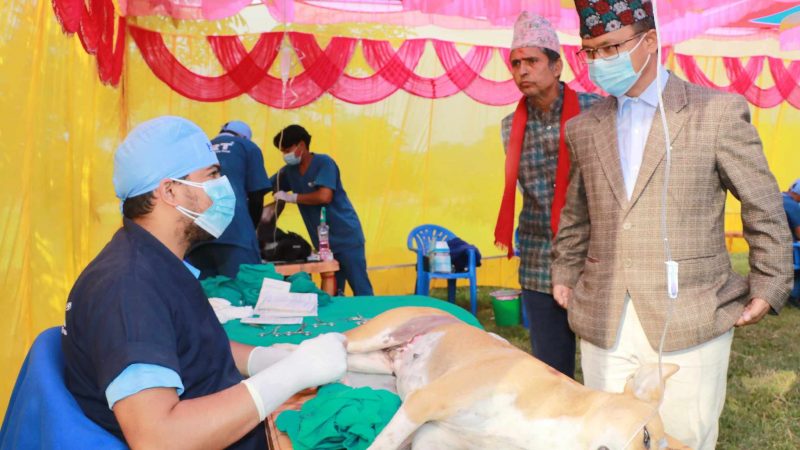 राप्ती गाउँपालिकामा कुकुरको स्थायी बन्ध्याकरण गर्न शुरु