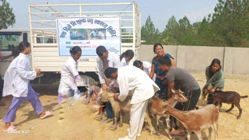 राप्तीमा निशुल्क पशु स्वास्थ्य शिविर सम्पन्न, ४ हजार बढी पशुको उपचार