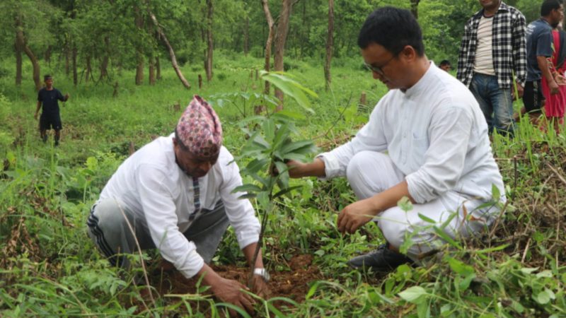 राप्तीकाे शंकर सामुदायिक वन क्षेत्रमा २ सय आँपकाे बिरूवा राेपियाे