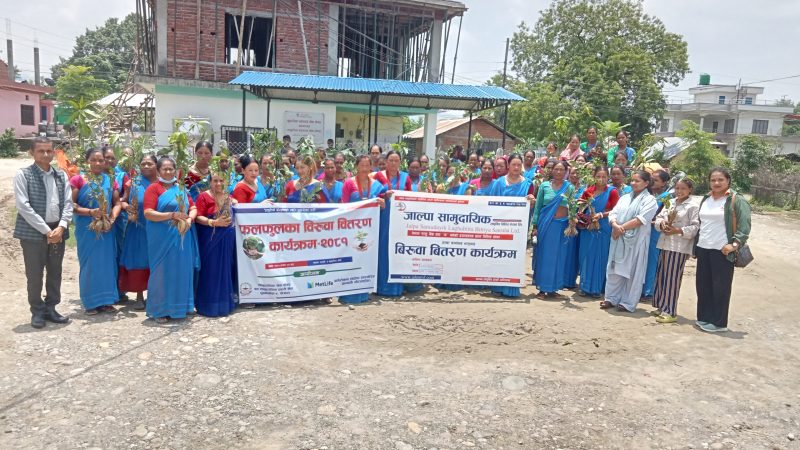 जाल्पा सामुदायिक लघुवित्त वित्तीय संस्था भालुवाङ शाखाद्वारा फलफूलका बिरुवा वितरण