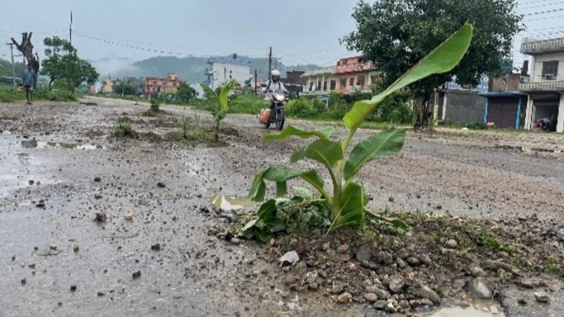 दाङको पाखापानीमा स्थानीयले सडककै बीच भागमा केरा र फूल रोपिदिए 