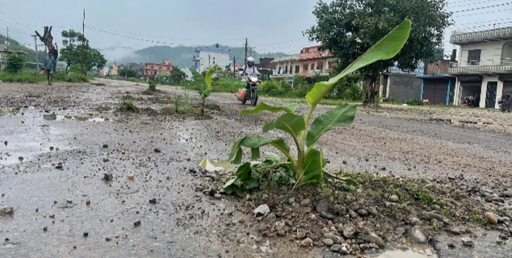 दाङको पाखापानीमा स्थानीयले सडककै बीच भागमा केरा र फूल रोपिदिए 