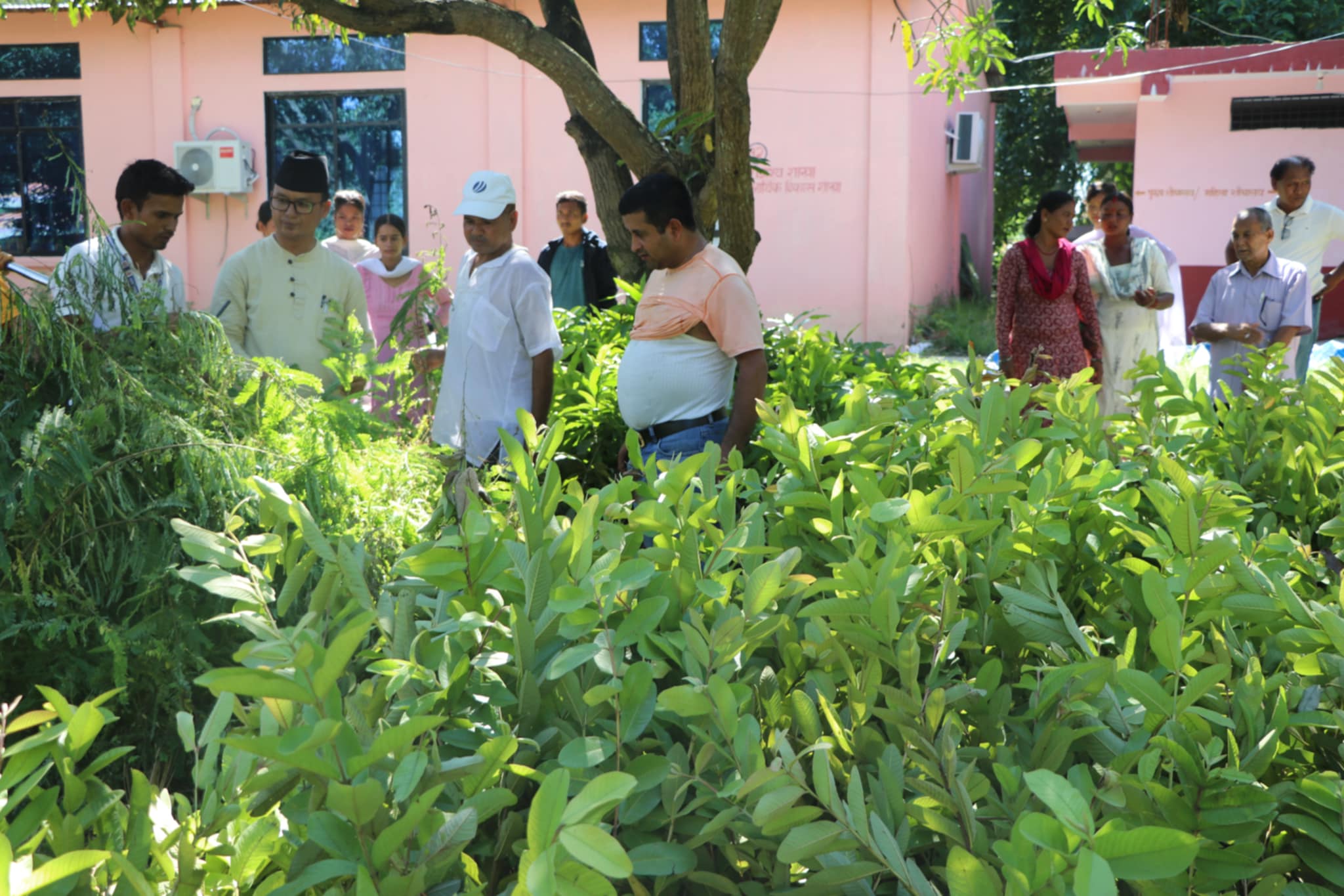 राप्ती गाउँपालिकाद्वारा ५ हजार बढी फलफूलका बिरुवा वितरण