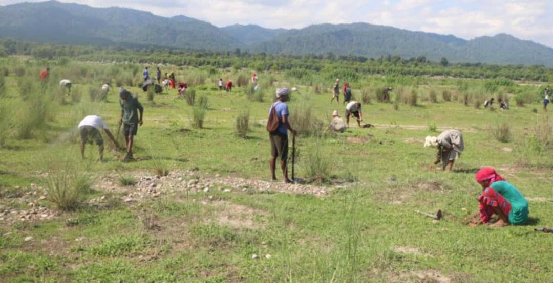 कठाहा स्थित राप्ती नदी उकास क्षेत्रमा ७ हजार बढी बेत बासका बिरुवा राेपियाे