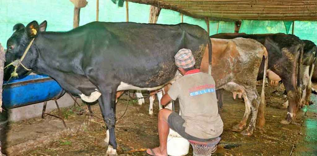 राप्तीका १ सय ५४ जना दुग्ध उत्पादक किसानलाई १२ लाख बढी अनुदान प्रदान