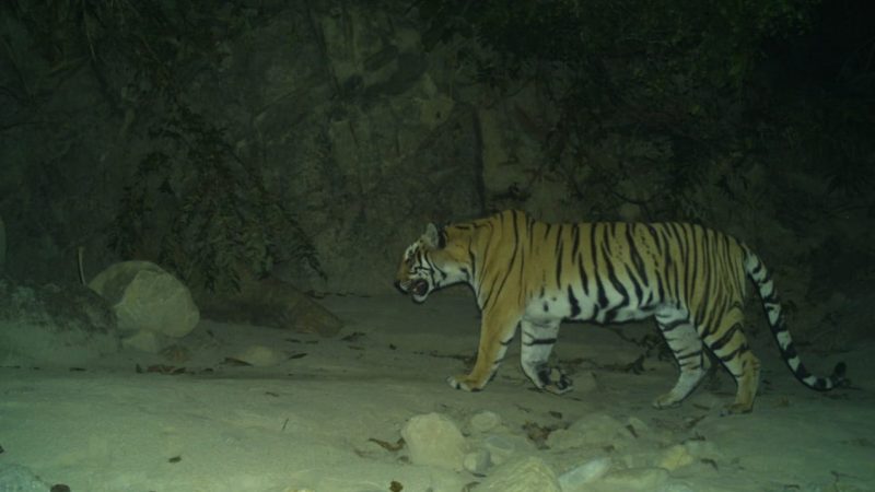 लमही–घोराही सडक खण्डको जंगलमा बाटे बाघ र चितुवा देखियो : सचेत भई यात्रा गर्न आग्रह