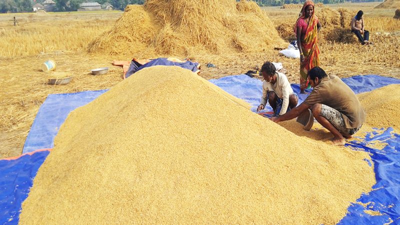 दाङमा यस वर्ष धान उत्पादन १० प्रतिशतले वृद्धि