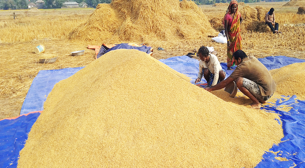 दाङमा यस वर्ष धान उत्पादन १० प्रतिशतले वृद्धि