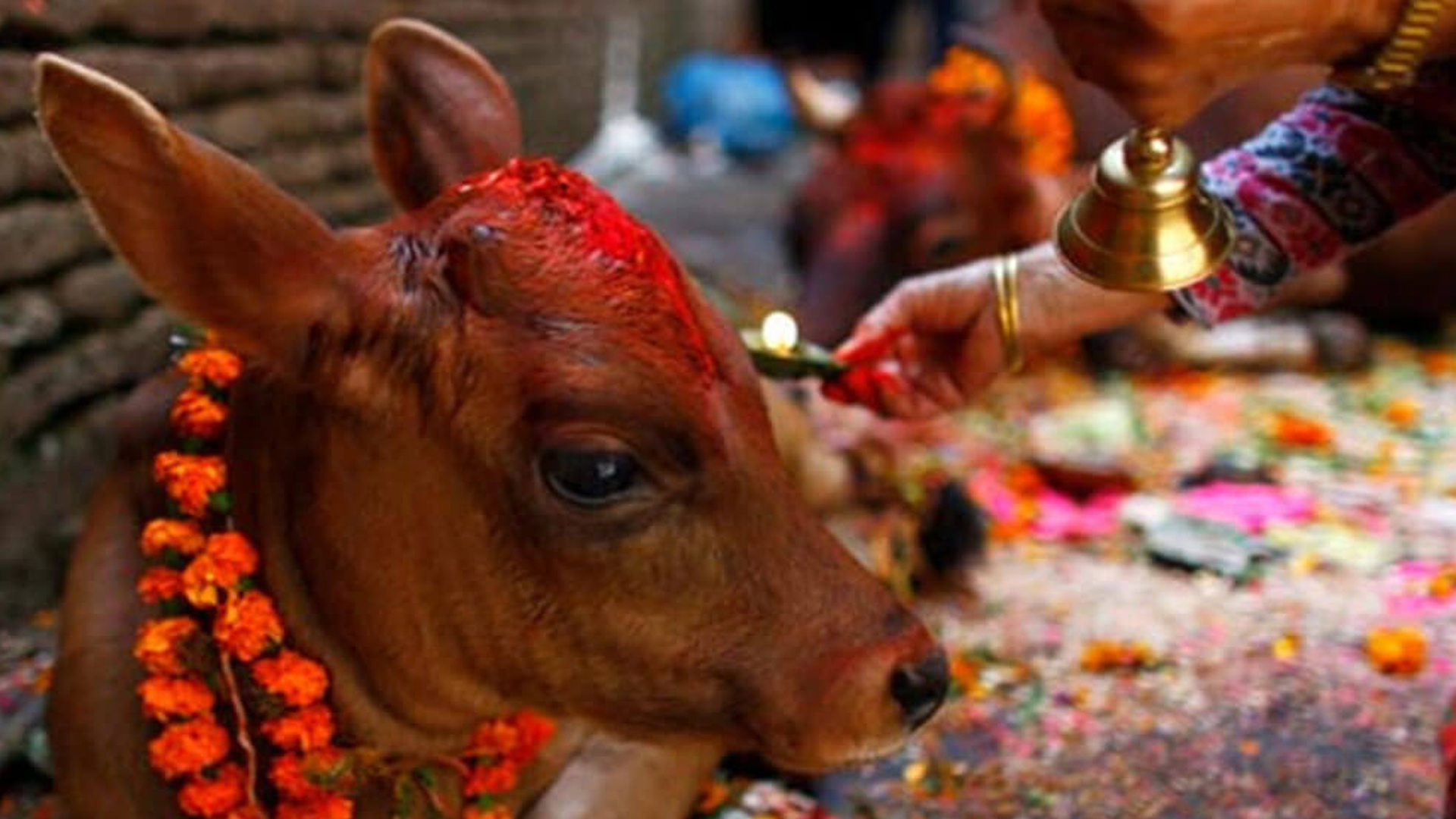 तिहार अन्तर्गत आज गाई, गोरु र गोबर्द्धन पूजा गरी मनाईंदै