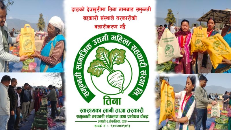दाङको देउखुरीमा तिना नामबाट समुन्नती सहकारी संस्थाले तरकारीको बजारीकरण गर्दै 