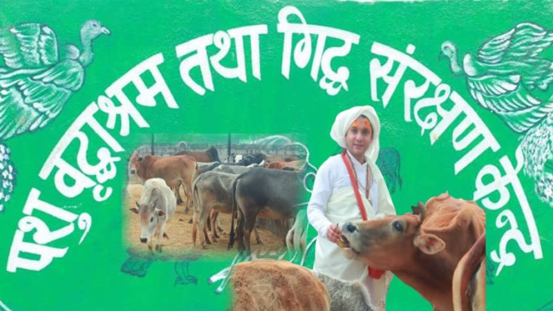 राप्ती गाउँपालिकाको पशुवृद्वा आश्रममा आहाराको अभाव