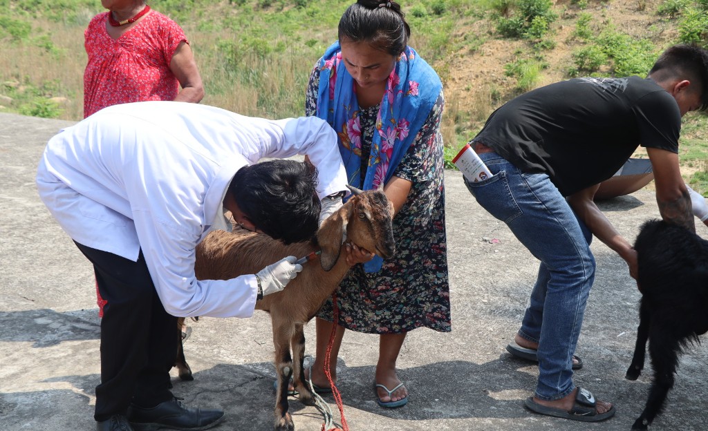 देउखुरीकाे भालुवाङ र शान्तिपुर चैतेमा पशु स्वास्थ्य शिविर, १ सय १७ जना किसानले लिए सेवा
