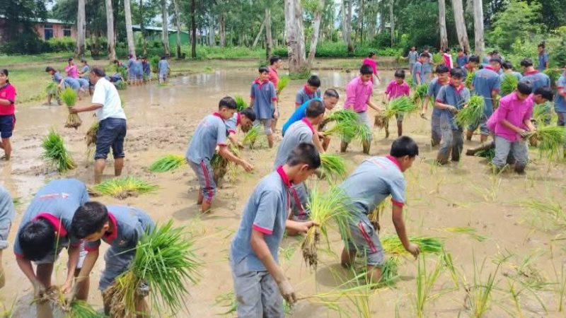 राप्तीमा विद्यार्थीद्धारा सामूहिक धान रोपाई, शिक्षा सँगै व्यवहारिक सिपको अभ्यास सिक्दै