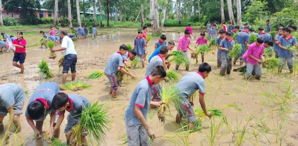 राप्तीमा विद्यार्थीद्धारा सामूहिक धान रोपाई, शिक्षा सँगै व्यवहारिक सिपको अभ्यास सिक्दै