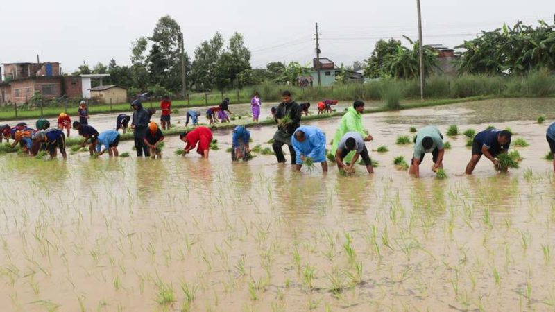 देउखुरीको राप्तीमा पनि राष्ट्रिय धान दिवस तथा रोपाई महोत्सव मनाईयो (फाेटाे फिचर सहित)
