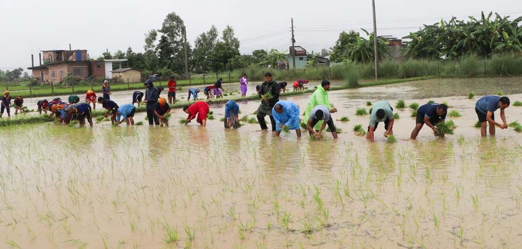 देउखुरीको राप्तीमा पनि राष्ट्रिय धान दिवस तथा रोपाई महोत्सव मनाईयो (फाेटाे फिचर सहित)
