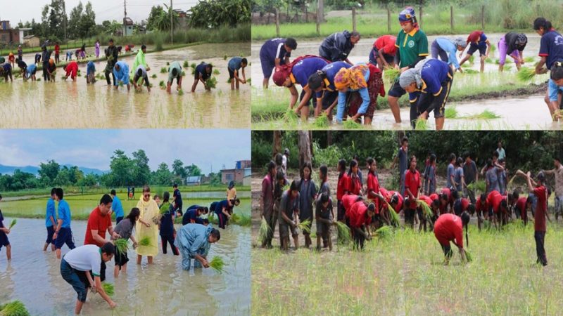 राप्तीमा धान दिवस : जनप्रतिनिधि, शिक्षक, कर्मचारी, पत्रकार देखि विद्यार्थीले गरे धान रोपाई