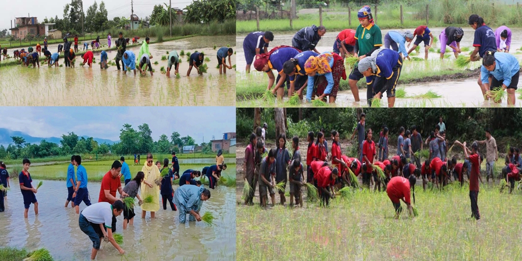 राप्तीमा धान दिवस : जनप्रतिनिधि, शिक्षक, कर्मचारी, पत्रकार देखि विद्यार्थीले गरे धान रोपाई
