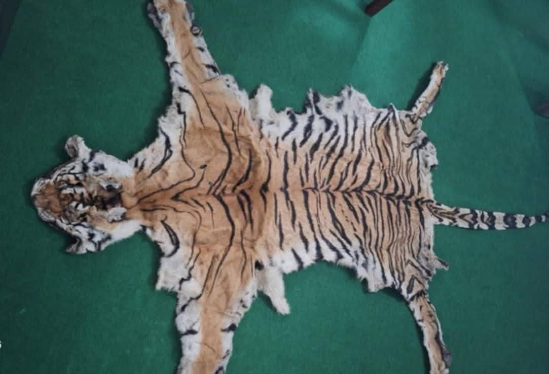 दाङको देउखुरीबाट बाघको छाला सहित ३ जना पक्राउ