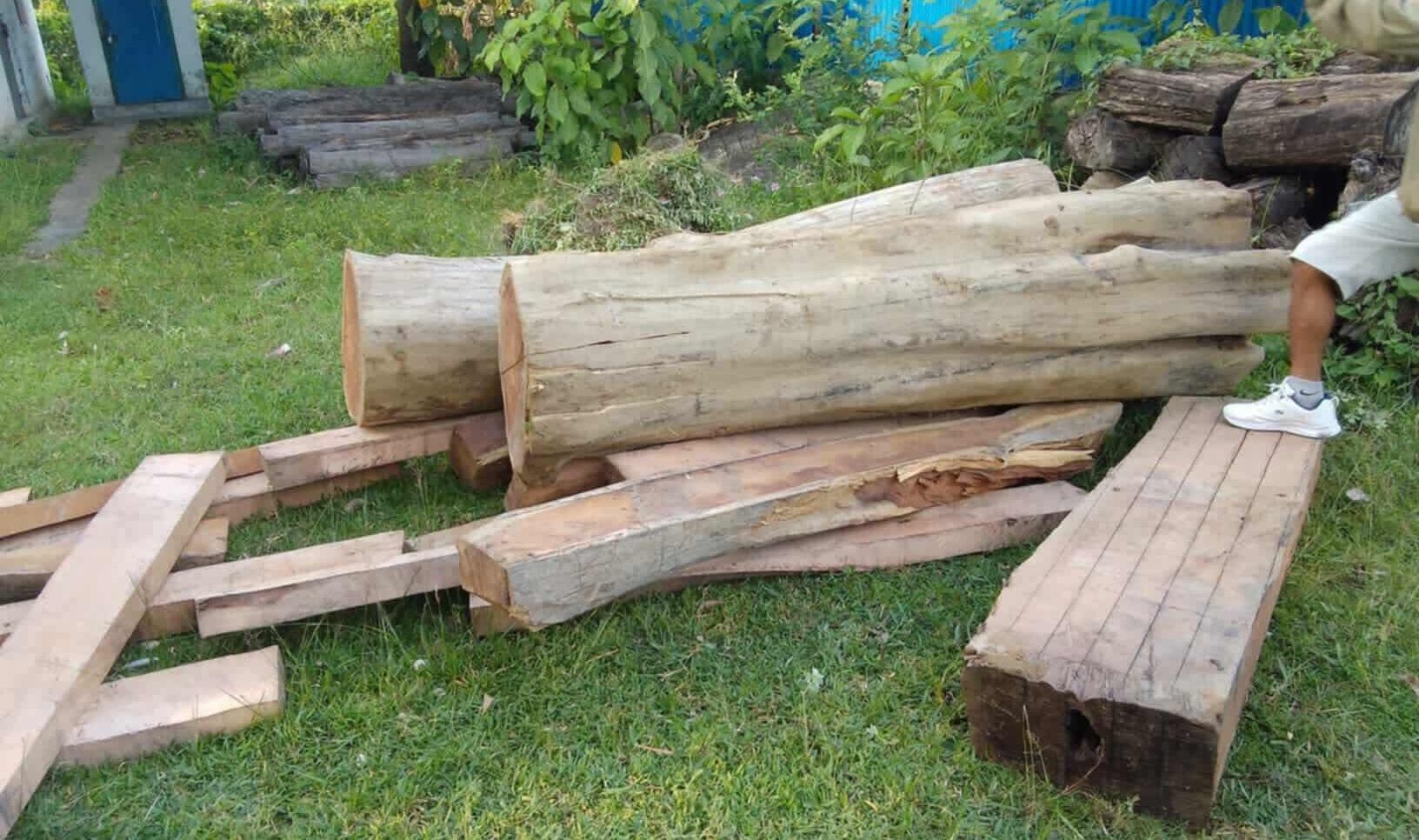 गढवा- ७ का वडा अध्यक्ष राहुलदेव चौधरीको घरबाट ५८ क्विफिट काठ बरामद