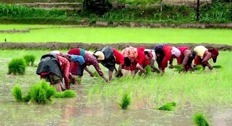 दाङमा ८० प्रतिशत मात्र धान रोपाई