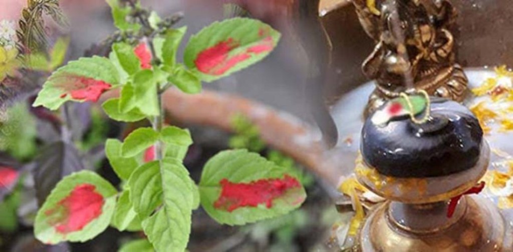 आज हरिशयनी एकादशी : तुलसीको बिरुवा सारिँदै