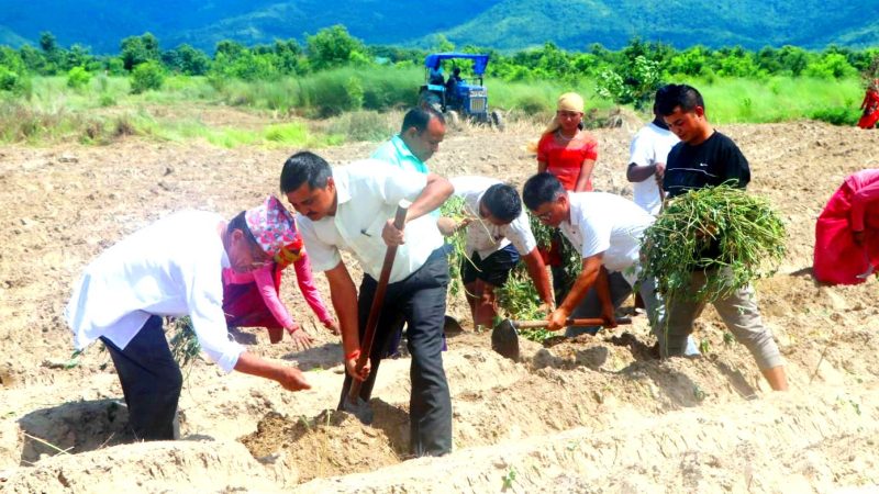 राप्ती नदीकाे बगरमा सामूहिक सखरखण्ड खेती : सभामुख र पालिका अध्यक्षद्वारा श्रमदान