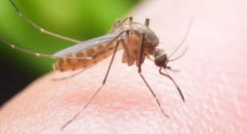 दाङको राप्तीमा जापानिज इन्सेफ्लाइटिसबाट १ जनाको मृत्यु, ३ संक्रमित, सचेतना अपनाउन आग्रह