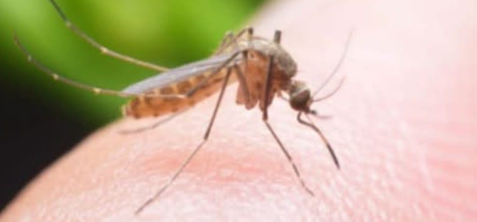 दाङको राप्तीमा जापानिज इन्सेफ्लाइटिसबाट १ जनाको मृत्यु, ३ संक्रमित, सचेतना अपनाउन आग्रह