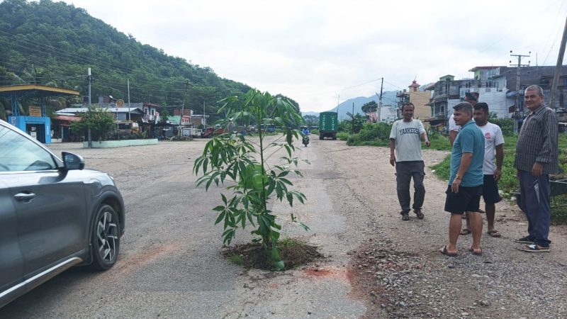 लमही–भालुवाङ सडक खण्डको पाखापानीमा स्थानीयले रोपे बिच सडकमै बिरुवा