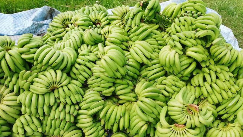 नेपालमै उत्पादित केरा खरिद बिक्री गर्न थोक तथा फुटकर केरा व्यवसायीहरूको सुझाव