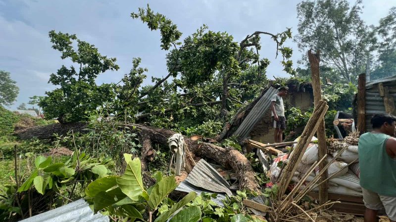 राप्ती-३ मुक्तकमैया बस्तीमा घर माथि सालको रूख ढल्दा १ घरमा पुर्ण र १ घरमा आंशिक क्षति