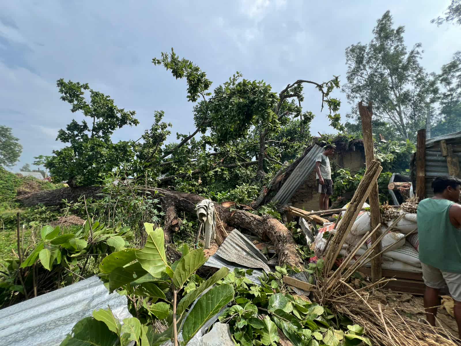 राप्ती-३ मुक्तकमैया बस्तीमा घर माथि सालको रूख ढल्दा १ घरमा पुर्ण र १ घरमा आंशिक क्षति