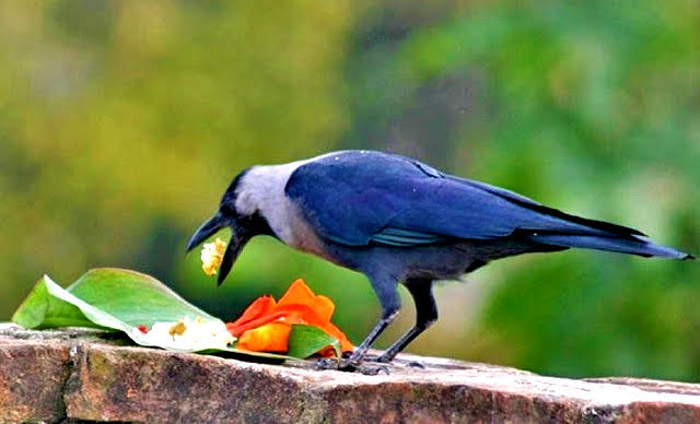आज काग तिहार : मीठा–मीठा खानेकुरा दिएर मनाईदै
