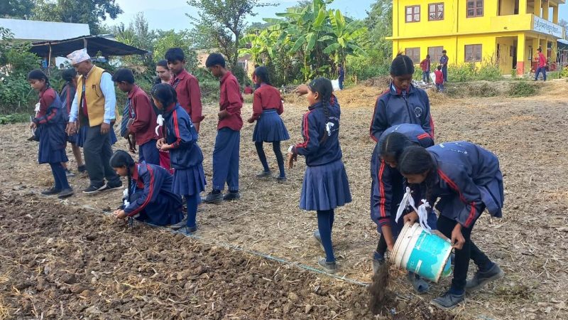 दुर्गा भवानी आधारभूत विद्यालयका विद्यार्थीहरु पढाइ सँगै कृषि कर्ममा रमाउँदै