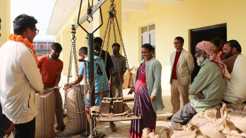 दाङको राप्ती गाउँपालिकामा धान खरिद सुरु, किसानले पाए समर्थन मूल्यको राहत