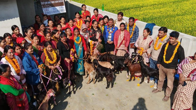 गढवा–६ हाँसीपुरमा भिटा परियोजना अन्तर्गत दोस्रो पुस्ताका बाख्रा हस्तान्तरण